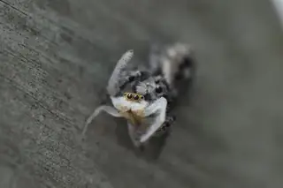 White-jawed jumping spider (Hentzia mitrata), photo 3