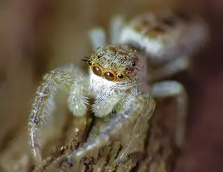 White-jawed jumping spider (Hentzia mitrata), photo 2