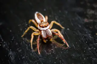 Common Hentz jumping spider (Hentzia palmarum), gray and brown and striped spider