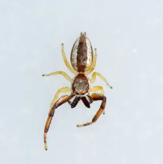 Common Hentz jumping spider (Hentzia palmarum), photo 2