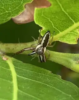 Common Hentz jumping spider (Hentzia palmarum), photo 3