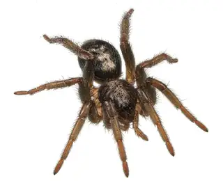 Eastern parson spider (Herpyllus ecclesiasticus), photo 2