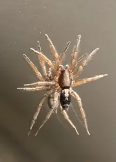 Eastern parson spider (Herpyllus ecclesiasticus), photo 3