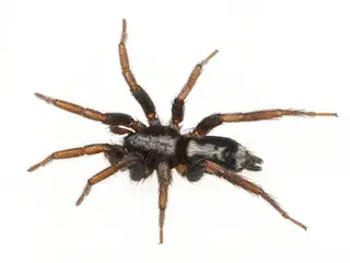 Eastern parson spider (Herpyllus ecclesiasticus), black and gray and white spider
