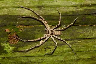Cane spider (Heteropoda venatoria), brown and tan and gray spider