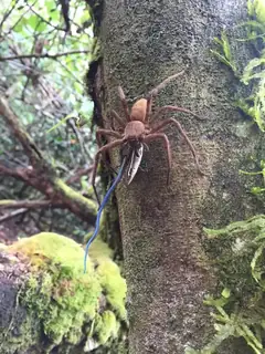 Cane spider (Heteropoda venatoria), photo 3