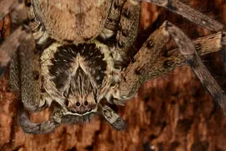 Cane spider (Heteropoda venatoria), photo 2