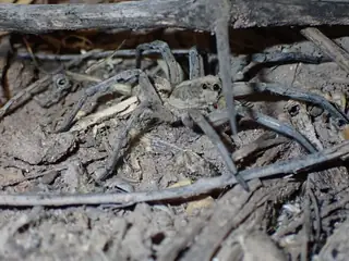 Carolina wolf spider (Hogna carolinensis), photo 3