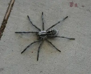 Carolina wolf spider (Hogna carolinensis), photo 2