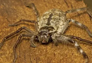 Grey huntsman spider (Holconia immanis), photo 2