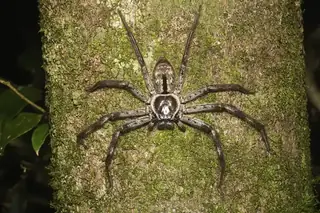 Grey huntsman spider (Holconia immanis), gray and brown and hairy spider