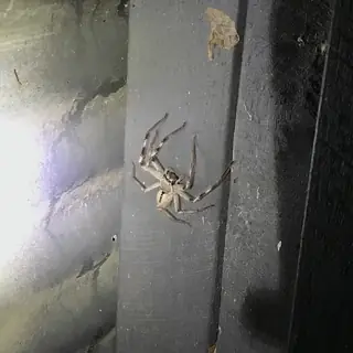 Grey huntsman spider (Holconia immanis), photo 3