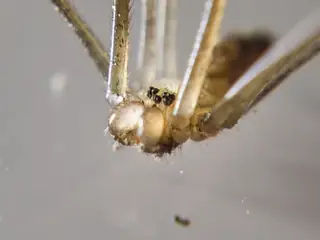 Marbled cellar spider (Holocnemus pluchei), photo 3