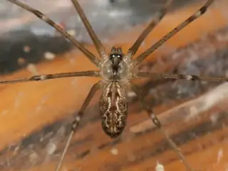 Marbled cellar spider (Holocnemus pluchei), tan and brown and gray spider