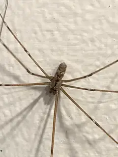 Marbled cellar spider (Holocnemus pluchei), photo 2