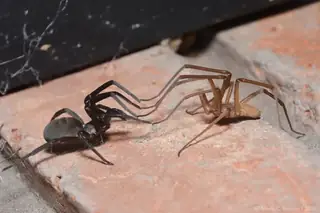 Southern house spider (Kukulcania hibernalis), photo 2