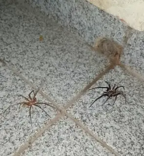 Southern house spider (Kukulcania hibernalis), photo 3