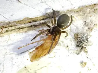 Southern house spider (Kukulcania hibernalis), brown and black and gray spider