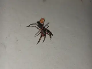 White-tailed spider (Lampona cylindrata), photo 3