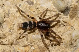 White-tailed spider (Lampona cylindrata), gray and black and brown spider