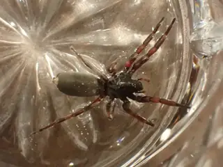White-tailed spider (Lampona cylindrata), photo 2
