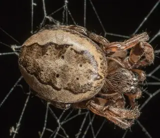 Furrow orbweaver (Larinioides cornutus), brown and gray and tan spider