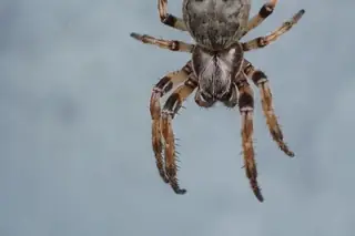 Furrow orbweaver (Larinioides cornutus), photo 2