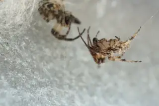 Furrow orbweaver (Larinioides cornutus), photo 3