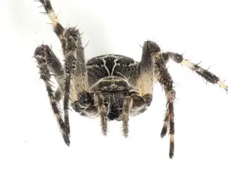 Bridge orbweaver (Larinioides sclopetarius), photo 2