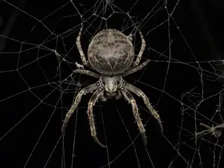 Bridge orbweaver (Larinioides sclopetarius), gray and brown and white spider