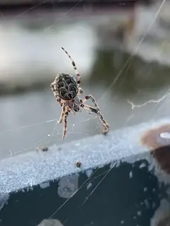 Bridge orbweaver (Larinioides sclopetarius), photo 3