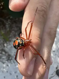 Red widow (Latrodectus bishopi), black and red and orange spider