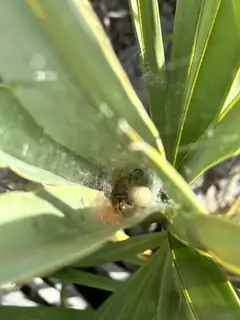 Red widow (Latrodectus bishopi), photo 2