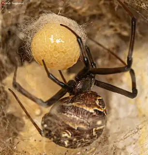 Brown widow (Latrodectus geometricus), brown and tan and gray spider