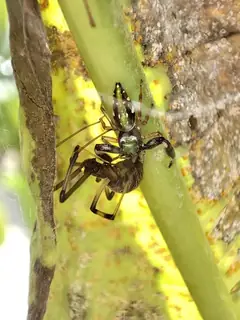Brown widow (Latrodectus geometricus), photo 3