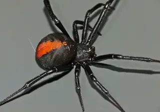 Redback spider (Latrodectus hasselti), black and red and striped spider