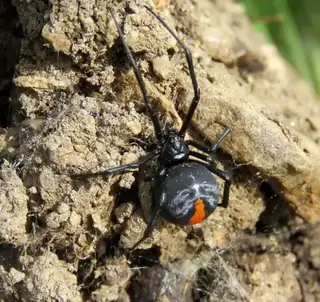 Redback spider (Latrodectus hasselti), photo 2