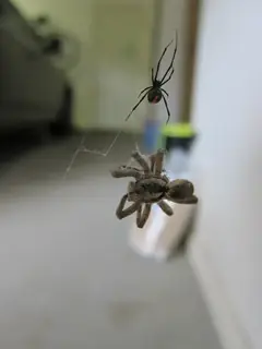 Redback spider (Latrodectus hasselti), photo 3