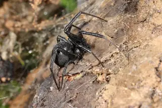 Western black widow (Latrodectus hesperus), photo 2