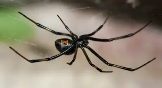 Western black widow (Latrodectus hesperus), black and red spider