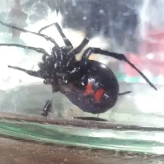 Southern black widow (Latrodectus mactans), photo 2