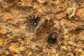 Southern black widow (Latrodectus mactans), photo 3