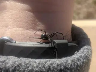 Southern black widow (Latrodectus mactans)