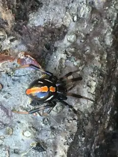 Northern black widow (Latrodectus variolus), black and red and spotted spider