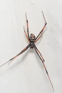 Northern black widow (Latrodectus variolus), photo 3