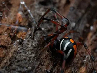 Northern black widow (Latrodectus variolus), photo 2
