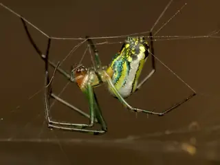 Orchard orbweaver (Leucauge venusta), green and silver and yellow spider