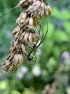 Orchard orbweaver (Leucauge venusta), photo 3