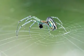 Orchard orbweaver (Leucauge venusta), photo 2