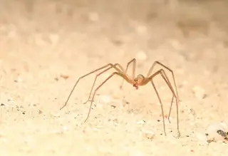 Desert recluse (Loxosceles deserta), tan and brown spider